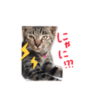 ミルクとにゃんの日常（個別スタンプ：5）