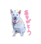 ミルクとにゃんの日常（個別スタンプ：13）