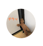 ブッタと田中のスタンプ①（個別スタンプ：1）
