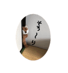ブッタと田中のスタンプ①（個別スタンプ：24）