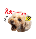 ★あんず＆ライチ★（個別スタンプ：1）