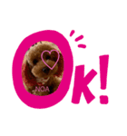 ♡国際ホテル♡わん©️（個別スタンプ：1）