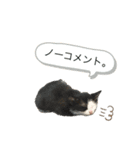 うちの長男のスタンプです。（個別スタンプ：14）