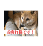 藤井家のあやめ2（個別スタンプ：2）