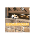 藤井家のあやめ2（個別スタンプ：5）