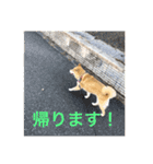 藤井家のあやめ2（個別スタンプ：7）