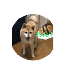 藤井家のあやめ2（個別スタンプ：11）