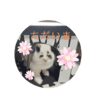 アリスうさぎ よく使うスタンプ（個別スタンプ：12）