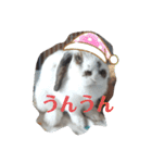 アリスうさぎ よく使うスタンプ（個別スタンプ：24）