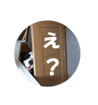 セントバーナードのセロ（個別スタンプ：4）