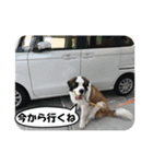 セントバーナードのセロ（個別スタンプ：7）