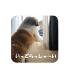 セントバーナードのセロ（個別スタンプ：9）