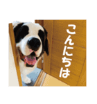 セントバーナードのセロ（個別スタンプ：10）