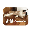 セントバーナードのセロ（個別スタンプ：12）