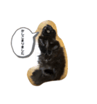 わたちはティッシュ2（個別スタンプ：1）