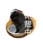 わたちはティッシュ2（個別スタンプ：3）