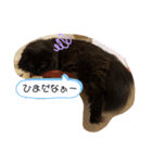 わたちはティッシュ2（個別スタンプ：4）