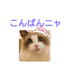 ラグドールスタンプ2（個別スタンプ：12）
