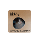 ラグドールスタンプ2（個別スタンプ：20）