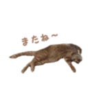 ラグドールと茶トラの楽しい毎日（個別スタンプ：8）