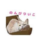 ラグドールと茶トラの楽しい毎日（個別スタンプ：15）