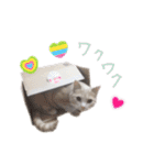 ラグドールと茶トラの楽しい毎日（個別スタンプ：16）