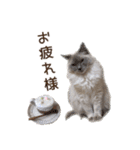 ラグドールと茶トラの楽しい毎日（個別スタンプ：24）