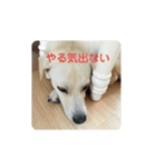 ポンタンるいたん（個別スタンプ：5）