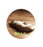 ポンタンるいたん（個別スタンプ：7）