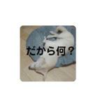 ポンタンるいたん（個別スタンプ：12）