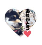 Himenoすたんぷ（個別スタンプ：1）