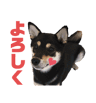Himenoすたんぷ（個別スタンプ：4）