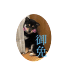 Himenoすたんぷ（個別スタンプ：6）