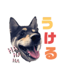 Himenoすたんぷ（個別スタンプ：7）