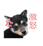 Himenoすたんぷ（個別スタンプ：12）