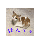 キューティピーチ（個別スタンプ：4）