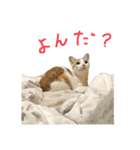 キューティピーチ（個別スタンプ：5）