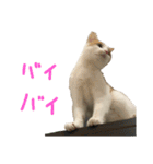 キューティピーチ（個別スタンプ：9）