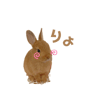 うさぎのうにさん(いろんなver.)（個別スタンプ：1）
