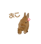 うさぎのうにさん(いろんなver.)（個別スタンプ：2）