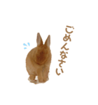 うさぎのうにさん(いろんなver.)（個別スタンプ：3）