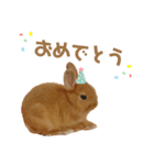 うさぎのうにさん(いろんなver.)（個別スタンプ：5）