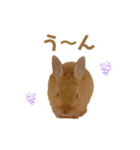 うさぎのうにさん(いろんなver.)（個別スタンプ：6）