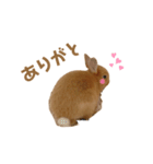 うさぎのうにさん(いろんなver.)（個別スタンプ：7）