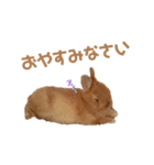 うさぎのうにさん(いろんなver.)（個別スタンプ：8）