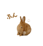 うさぎのうにさん(いろんなver.)（個別スタンプ：9）
