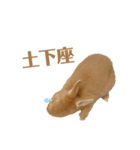 うさぎのうにさん(いろんなver.)（個別スタンプ：10）