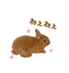 うさぎのうにさん(いろんなver.)（個別スタンプ：11）