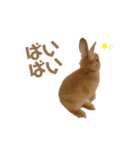 うさぎのうにさん(いろんなver.)（個別スタンプ：12）