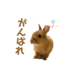 うさぎのうにさん(いろんなver.)（個別スタンプ：14）